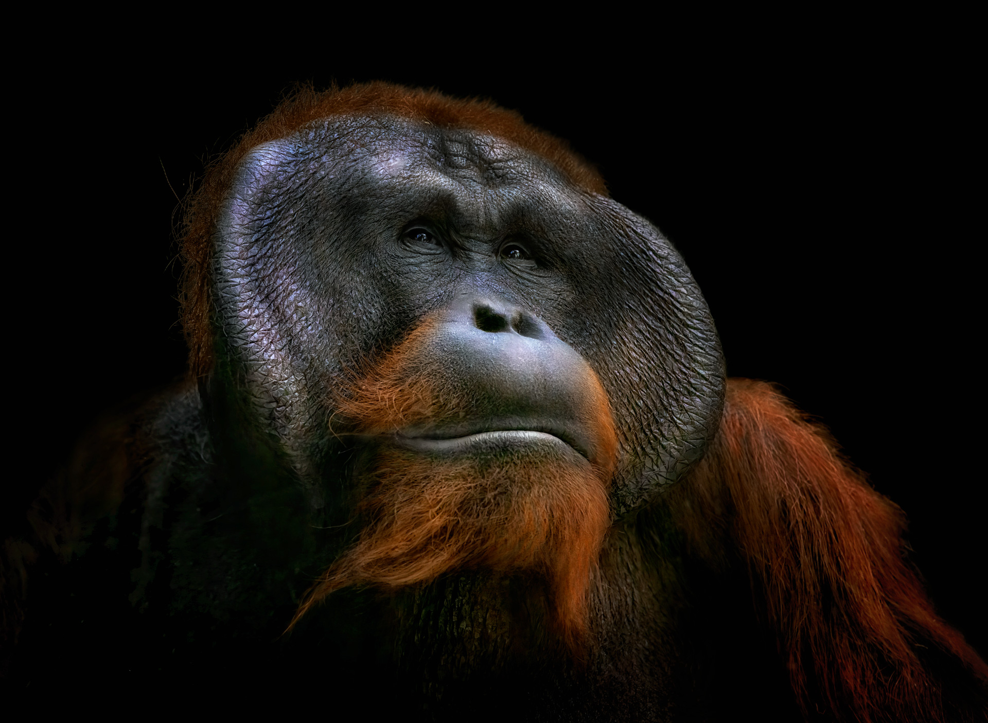 a close up of an animal