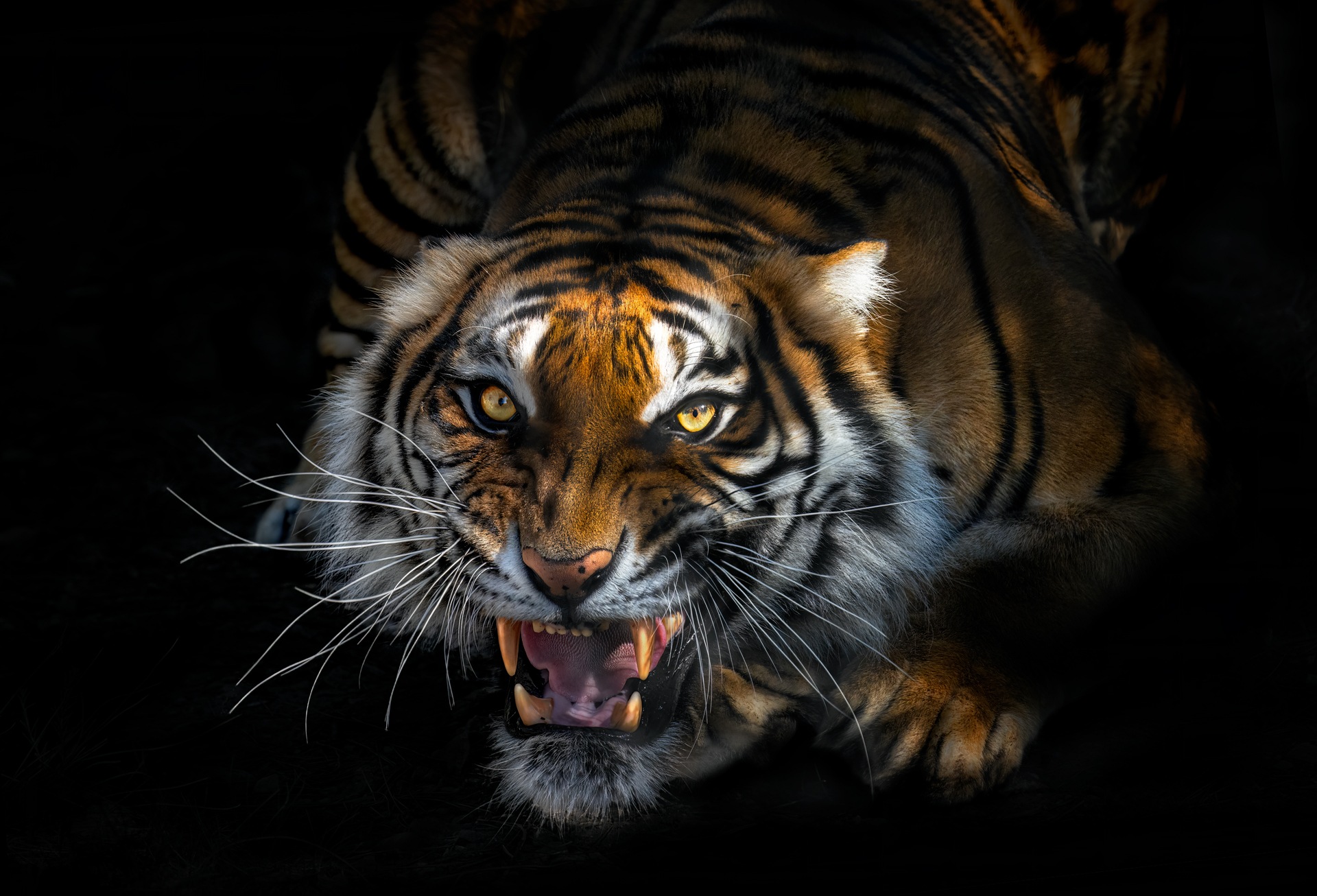 a cat with its mouth open