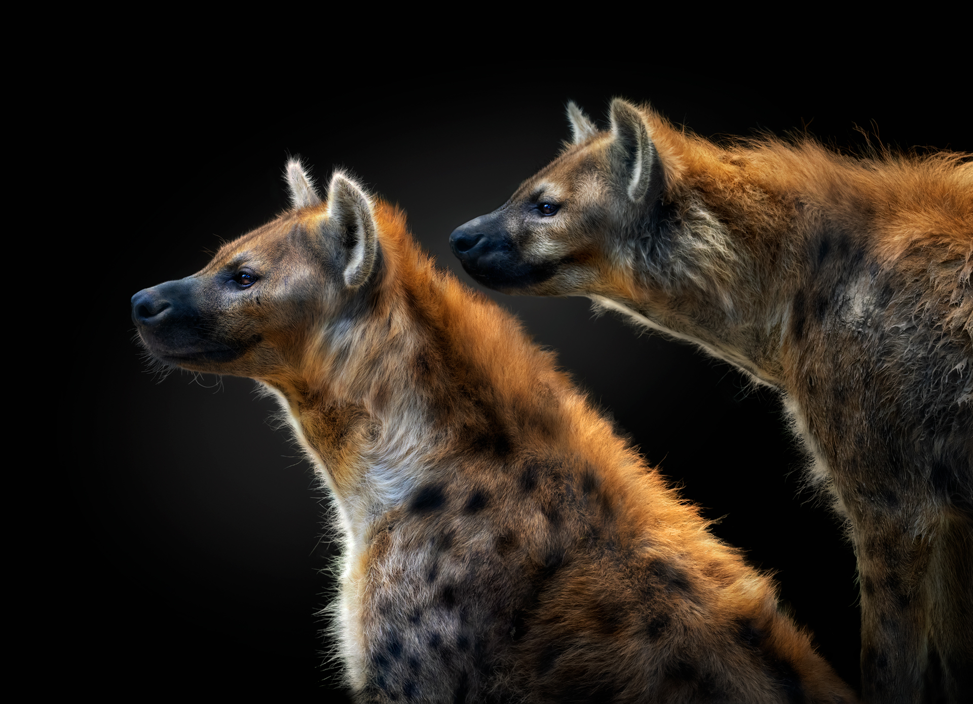 a close up of a hyena