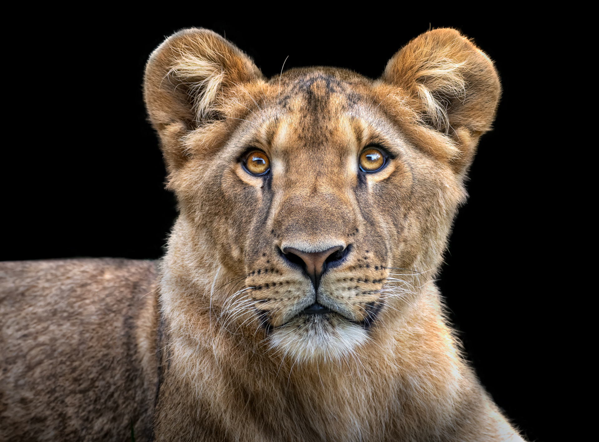 a close up of an animal