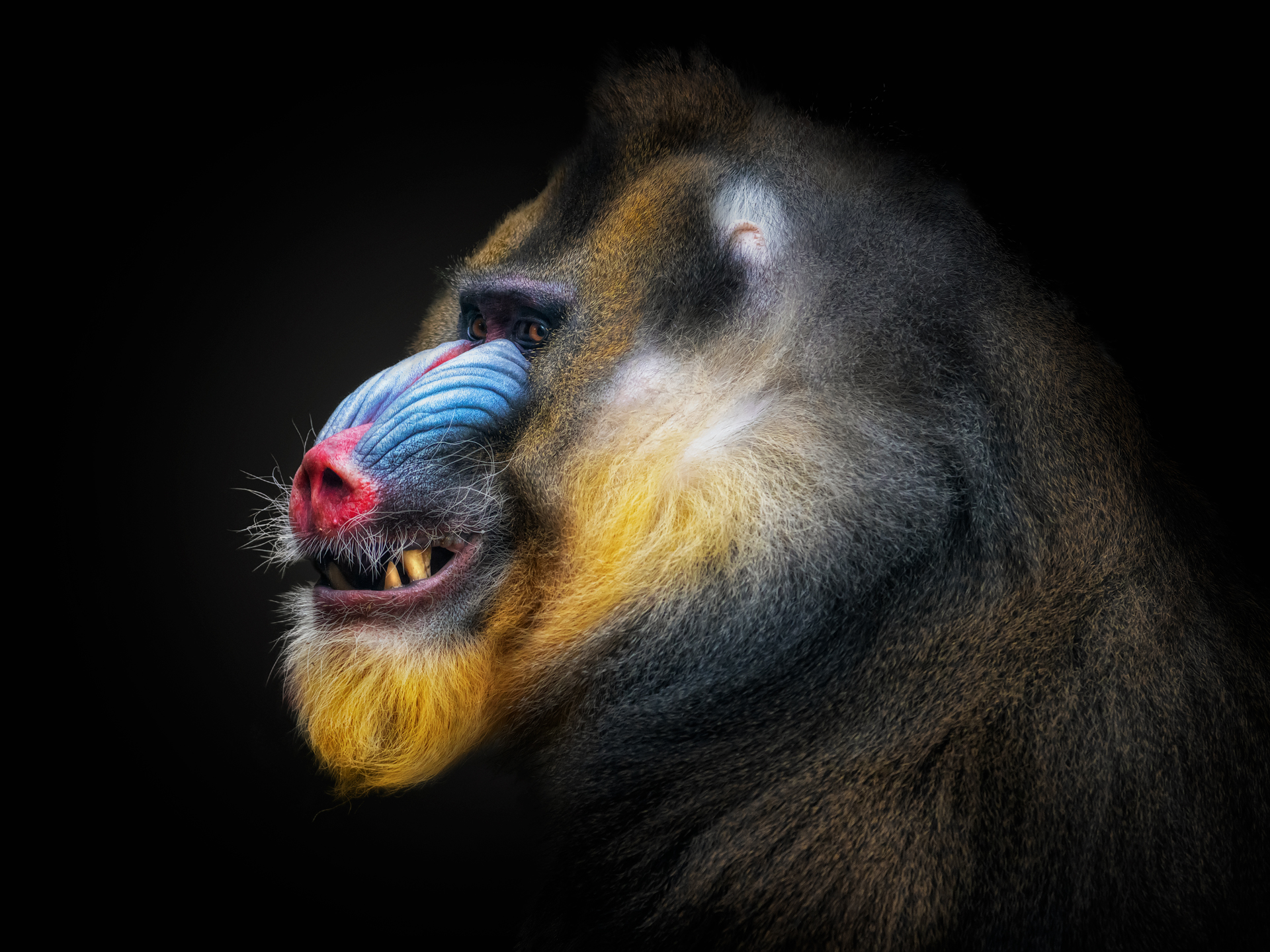 a close up of an animal