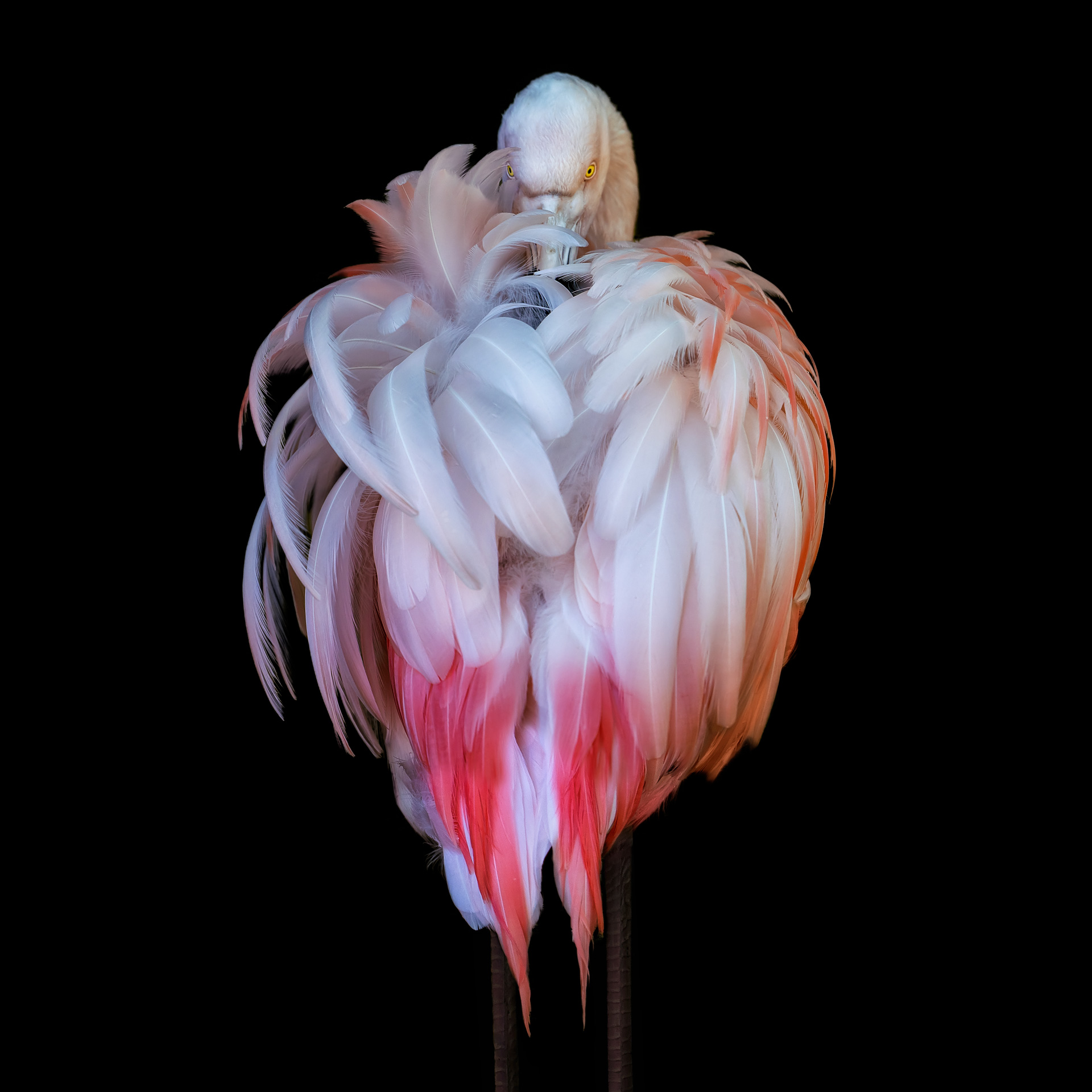 a close up of a flower