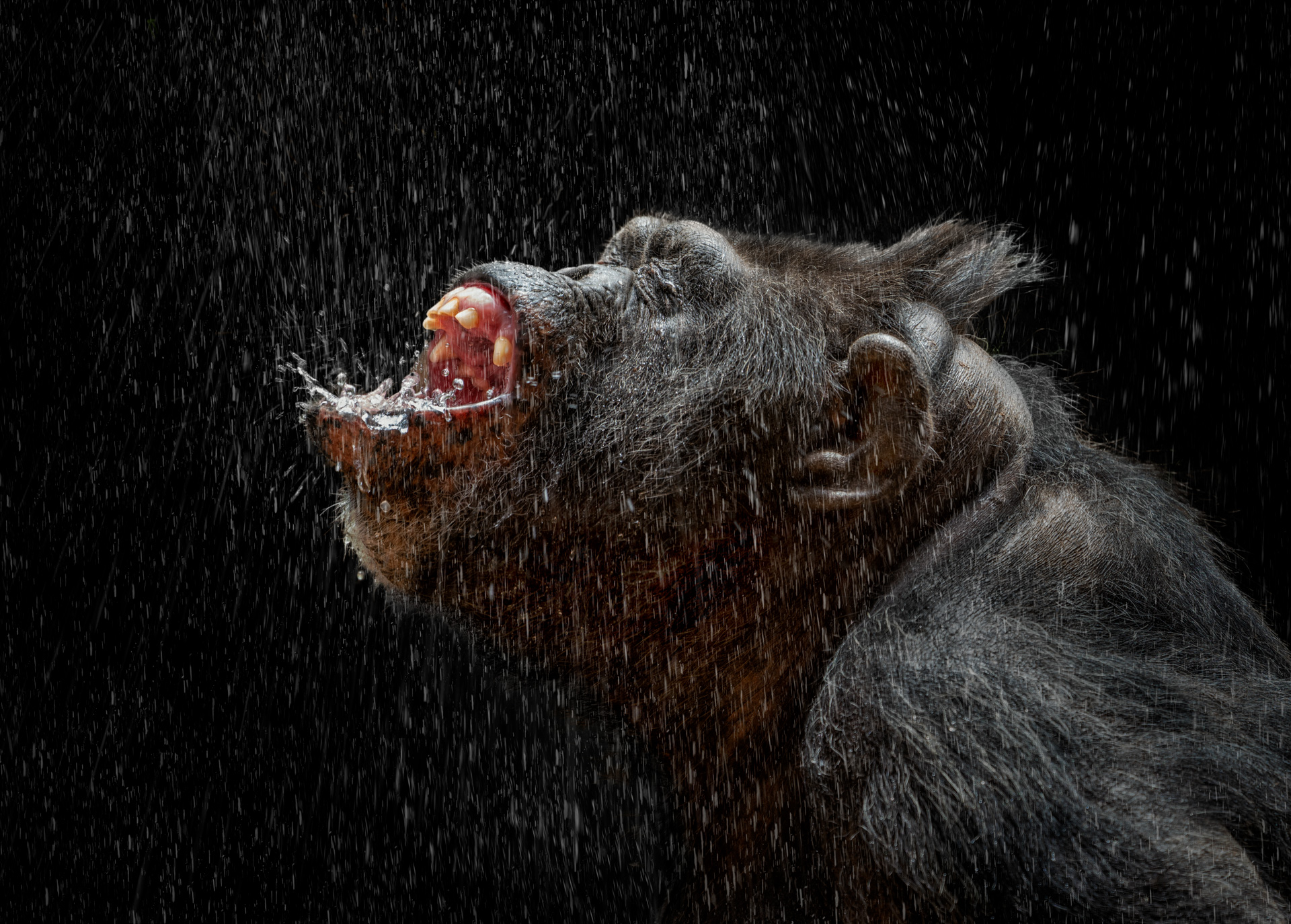 a close up of an animal