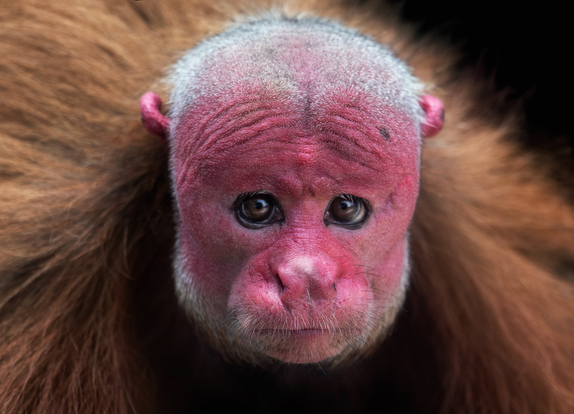 a close up of an animal