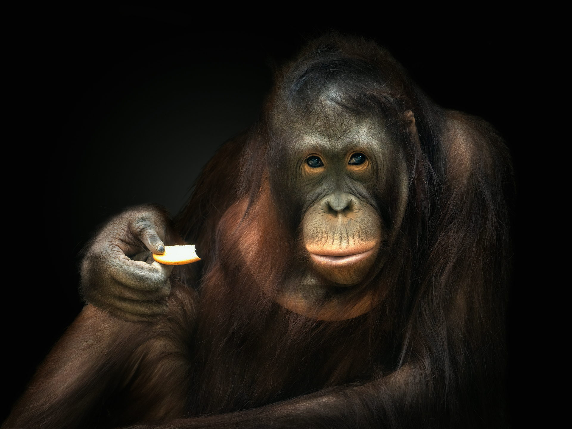 a close up of an animal