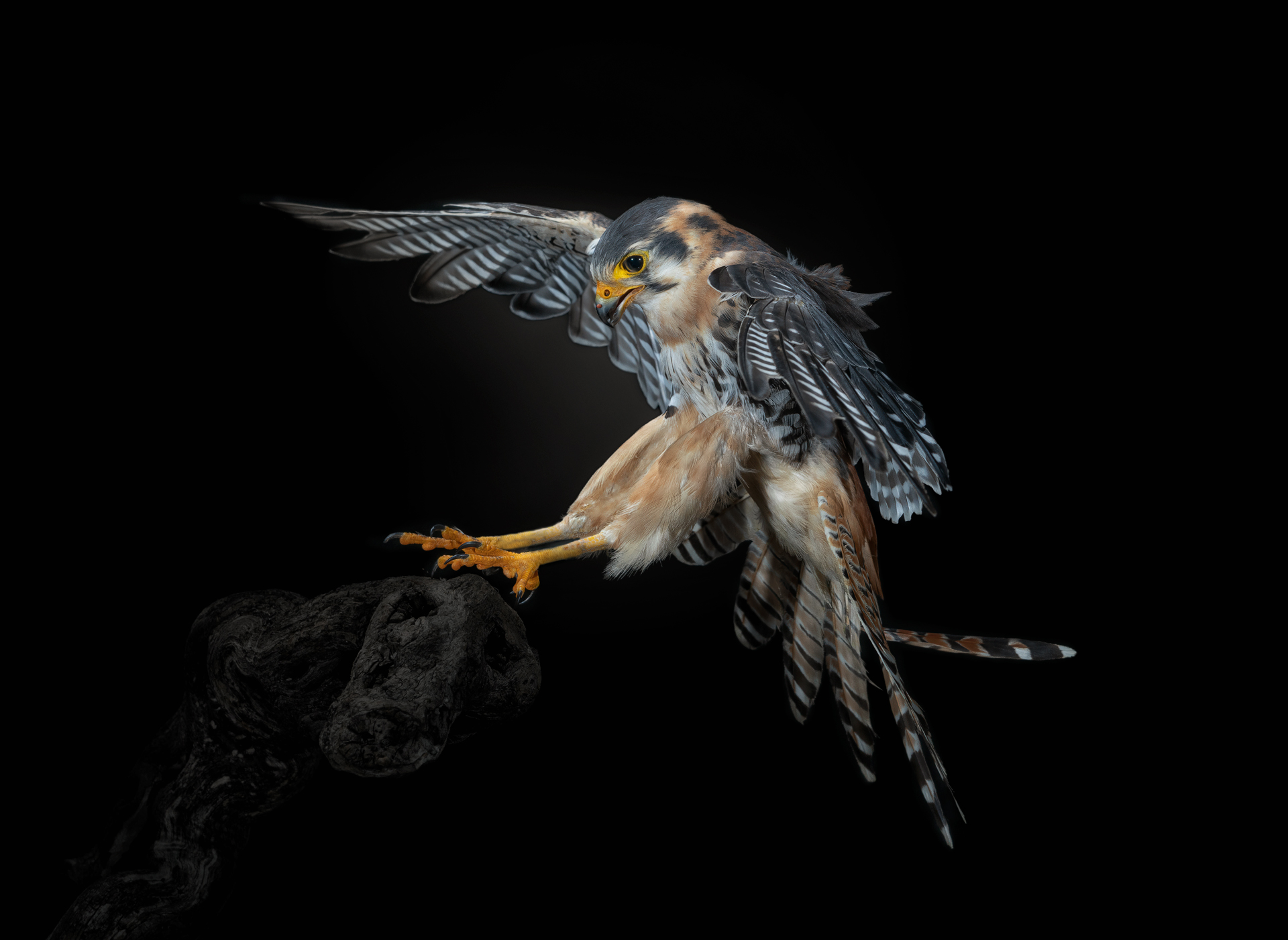 a small bird sitting on top of each other
