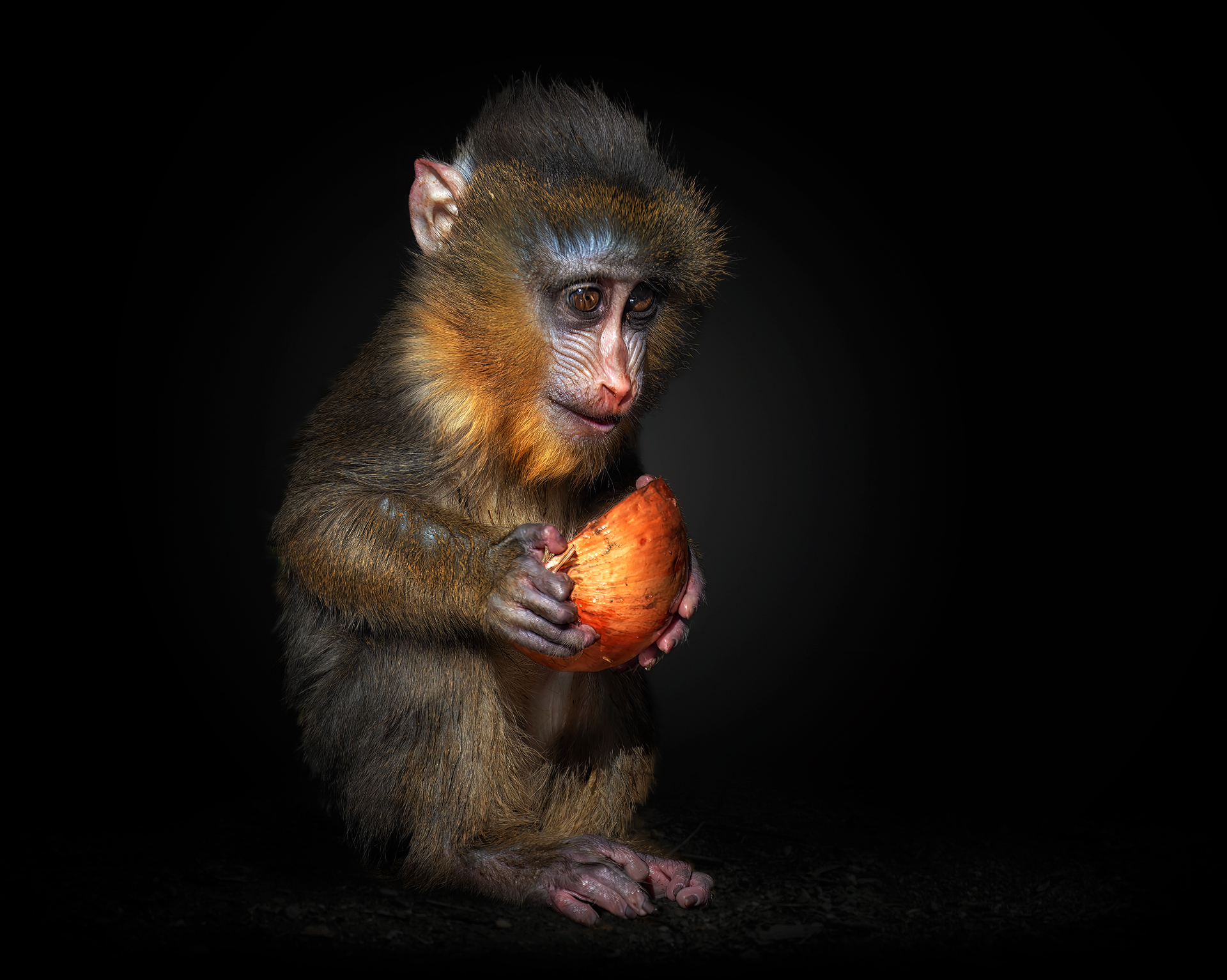 a monkey in a dark room