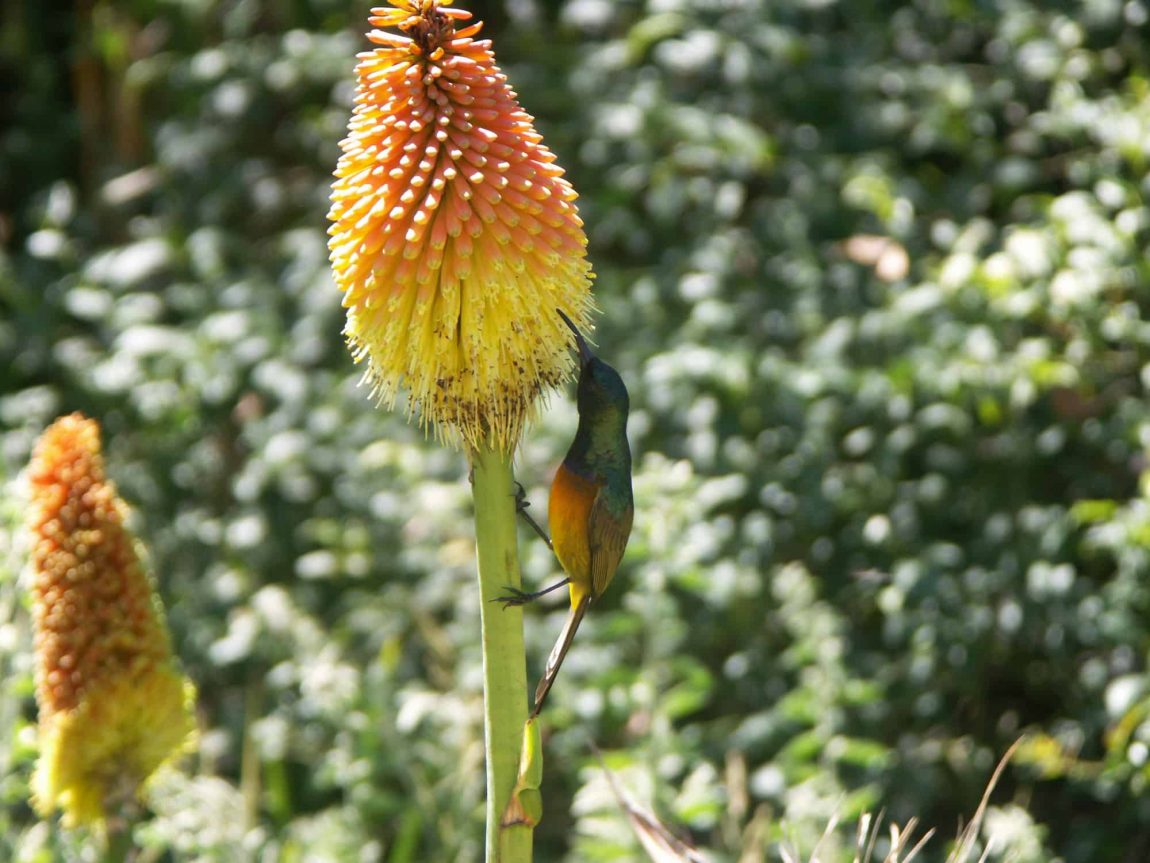 Orange breasted Sunbird (Nectarinia violacea)