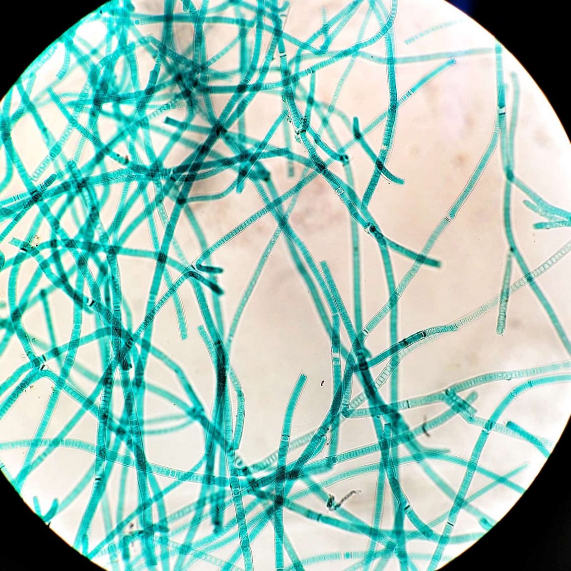 Tolypothrix (Cyanobacteria)